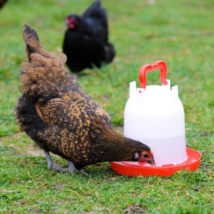 3 Litre Combo Drinker