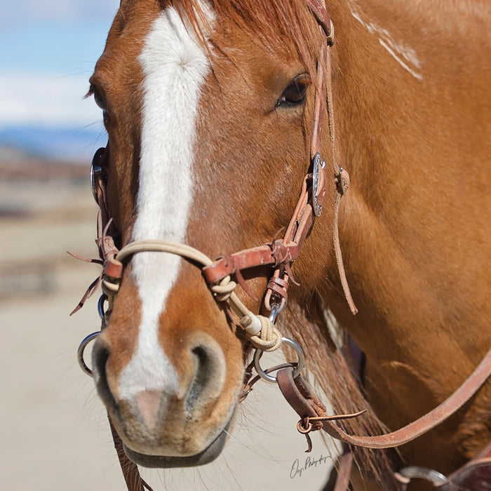 Justin Dunn Bitless Bridle