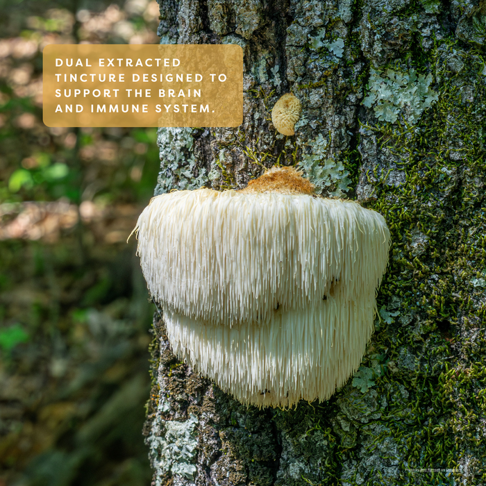 mFocus | Wild Lion's Mane