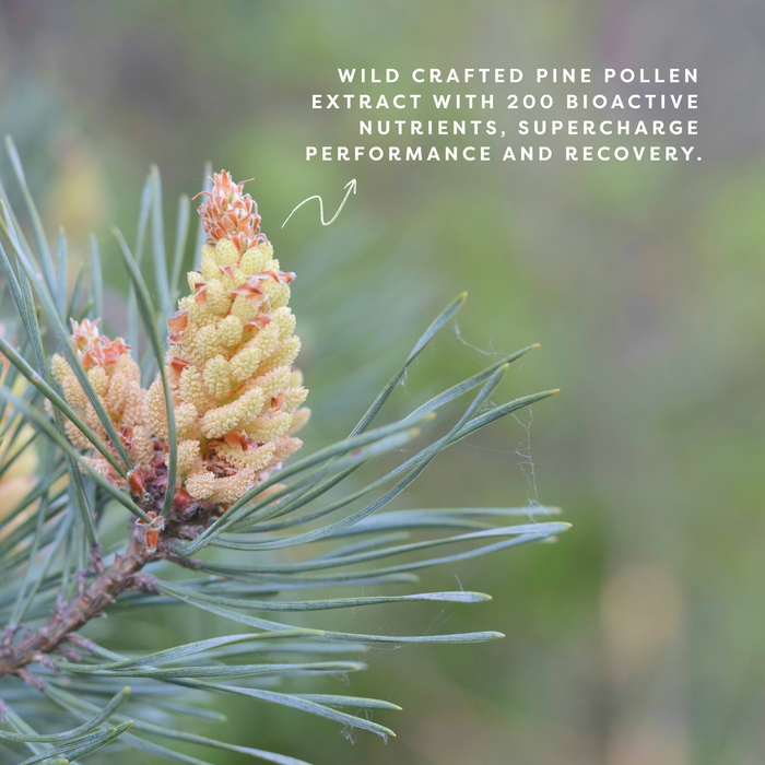 mPower | Wild Harvested Pine Pollen Extract