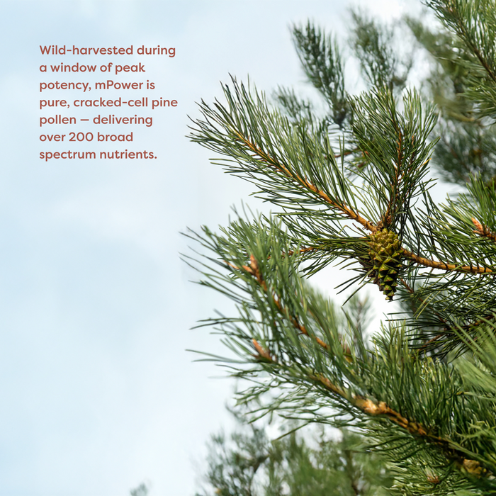 mPower | Wild Harvested Pine Pollen Powder