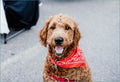 Pet Accessories: 10 x 10 Booth Space - September 4, 2026