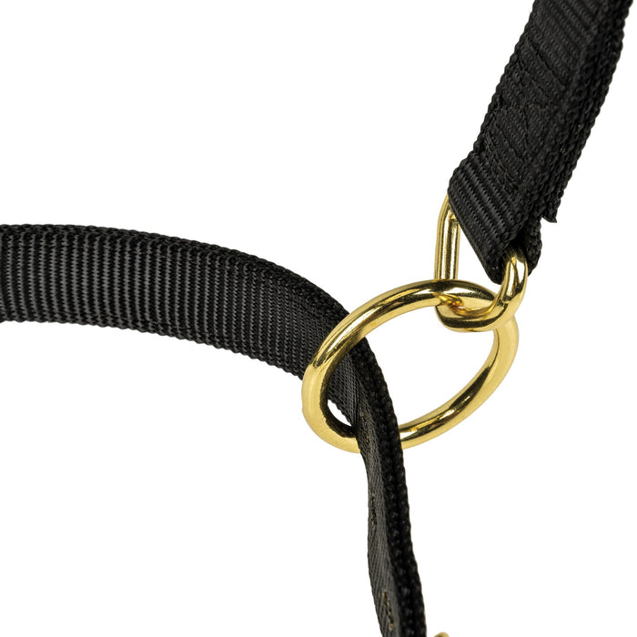 Poly Horse Halter, Adjustable, Weanling to Large